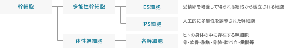 幹細胞の種類