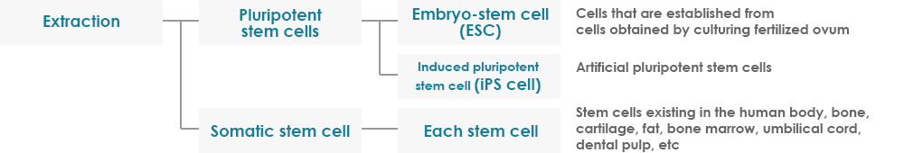 Types of Stem Cells 