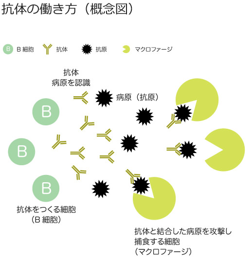 抗体医薬品とは（分子標的治療薬の一例）