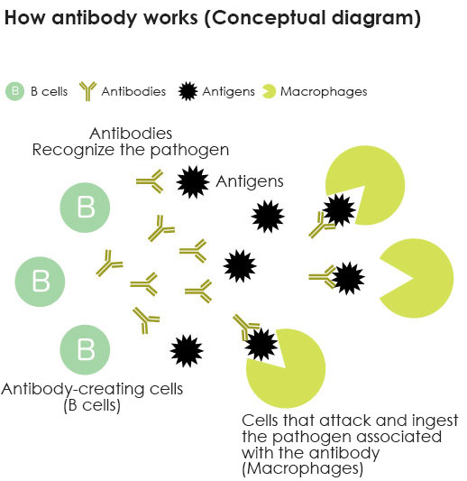 Antibody drugs (an example of a molecular targeted medicine)