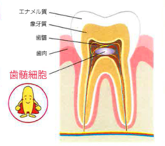 歯髄幹細胞